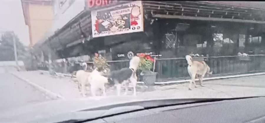 SOKAKLARIMIZ TEHDİT ALTINDA