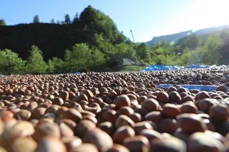 FİSKOBİRLİK FINDIK ALIMLARINA BAŞLADI