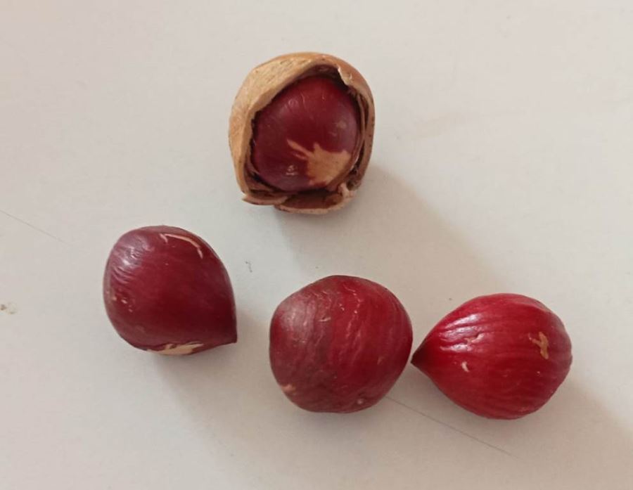 FINDIKTA NELER OLUYOR?