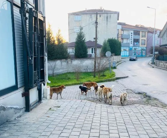 SEÇİM YAKLAŞTIKÇA  SOKAK KÖPEKLERİ DE, DEPREMDE UNUTULDU