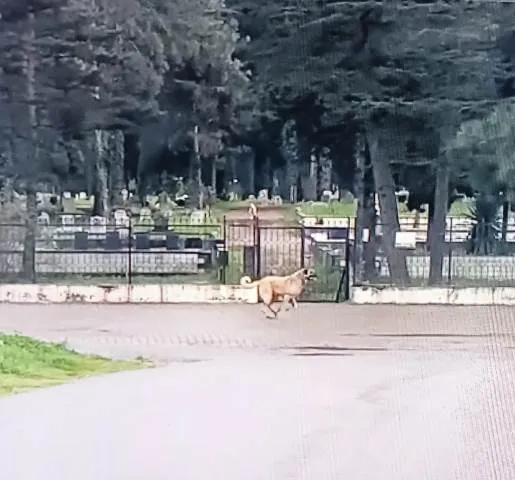 ŞEHİT MAHMUTBEY ORTAOKULU ÖĞRENCİLERİ KÖPEK TEHDİTİ ALTINDA!
