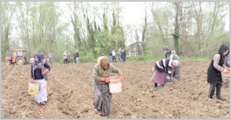 HENDEK BELEDİYESİ 35 BİN TON PATATES DAĞITMIŞ!!!